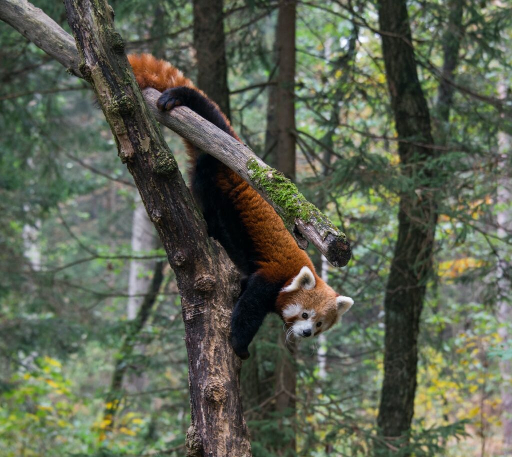 Afbeelding Tiergarten Schönbrunn