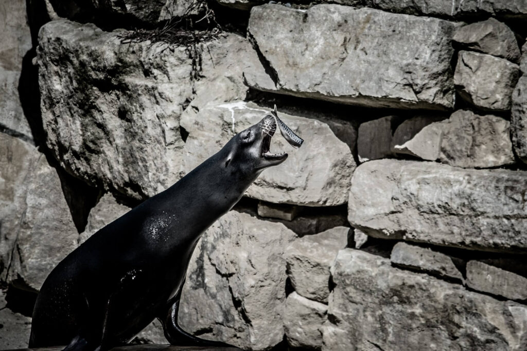 Afbeelding Dublin Zoo