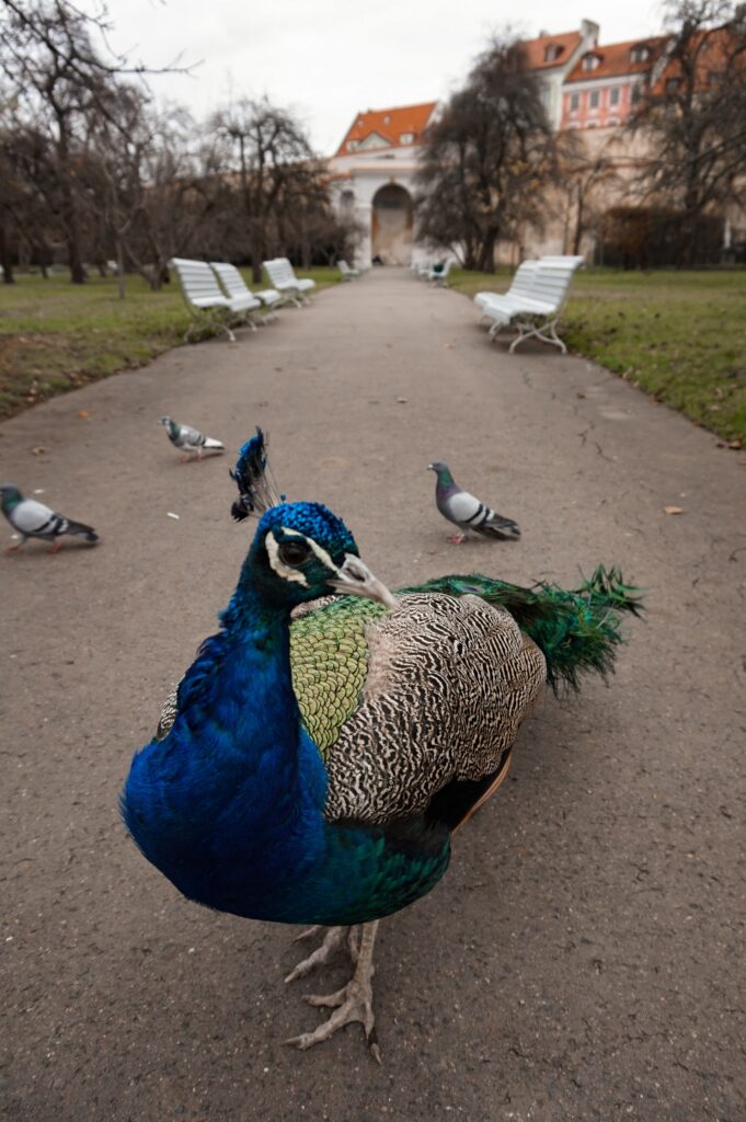 Afbeelding Letná-park