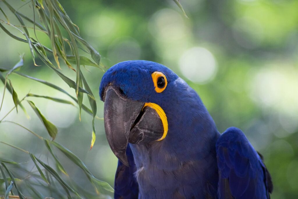 Afbeelding Dierentuin Barcelona (Parc Zoològic de Barcelona)